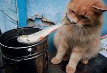 Почему кошкам нельзя рыбу – вред рыбных продуктов и кормление