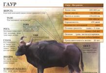Самые большие коровы в мире: породы, описание, фото