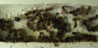 Муравьиный роддом: как рождаются муравьи?