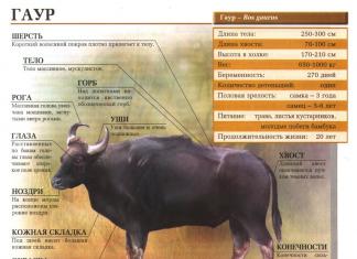 Самые большие коровы в мире: породы, описание, фото